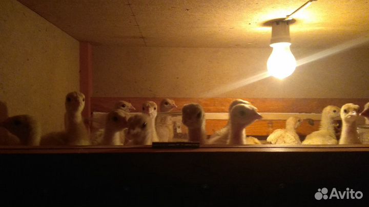 Индюшата биг-6