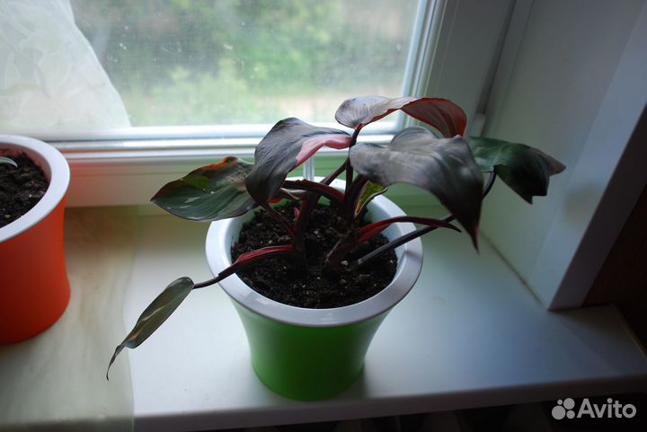 Филодендрон Розовая принцесса