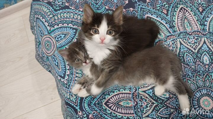 Котята в добрые руки бесплатно