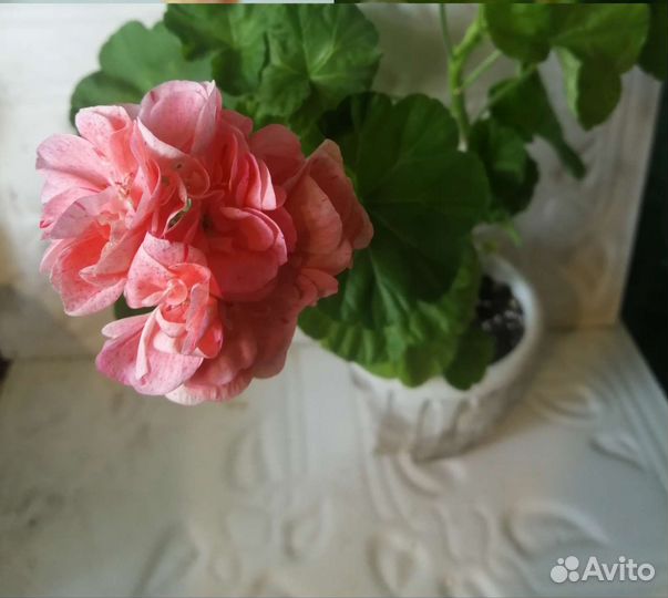 Герань пеларгония odensjo kate