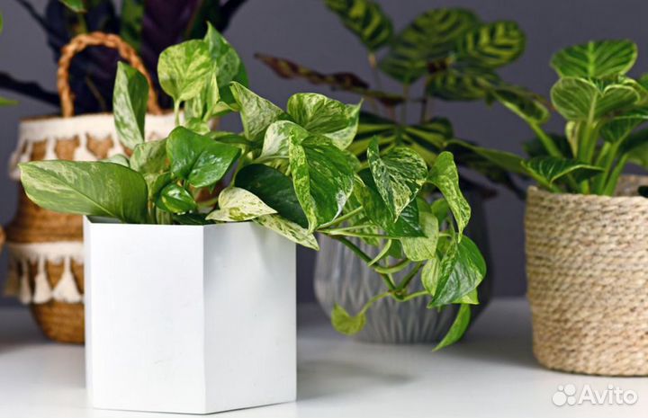 Цветы в горшке