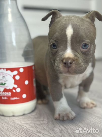 Нано micro американский булли девочка