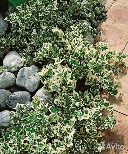 Бересклет кустовой, ползучий, на штамбе