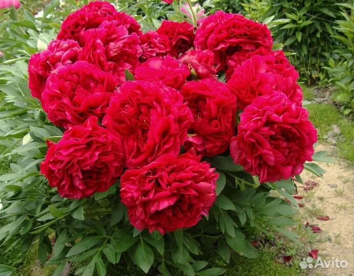 Корни пионов