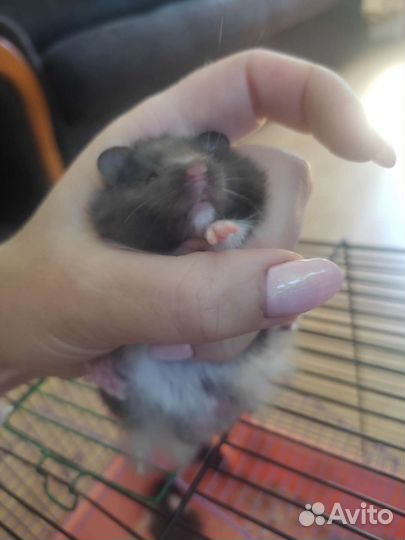 Ангорские сирийские хомячки