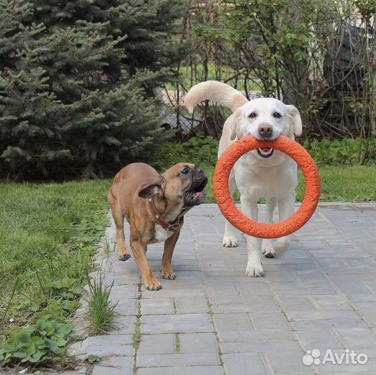Передержка собак, домашняя зоогостиница