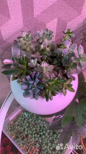 Подарок на свадьбу гостям