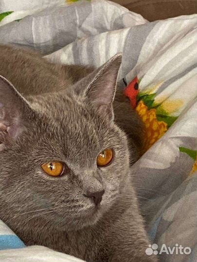 Британская кошка