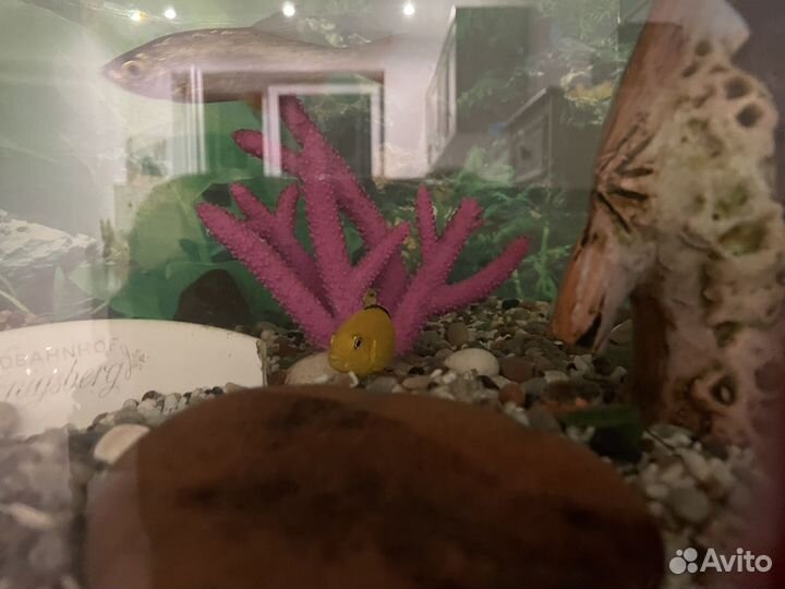 Аквариум с рыбками