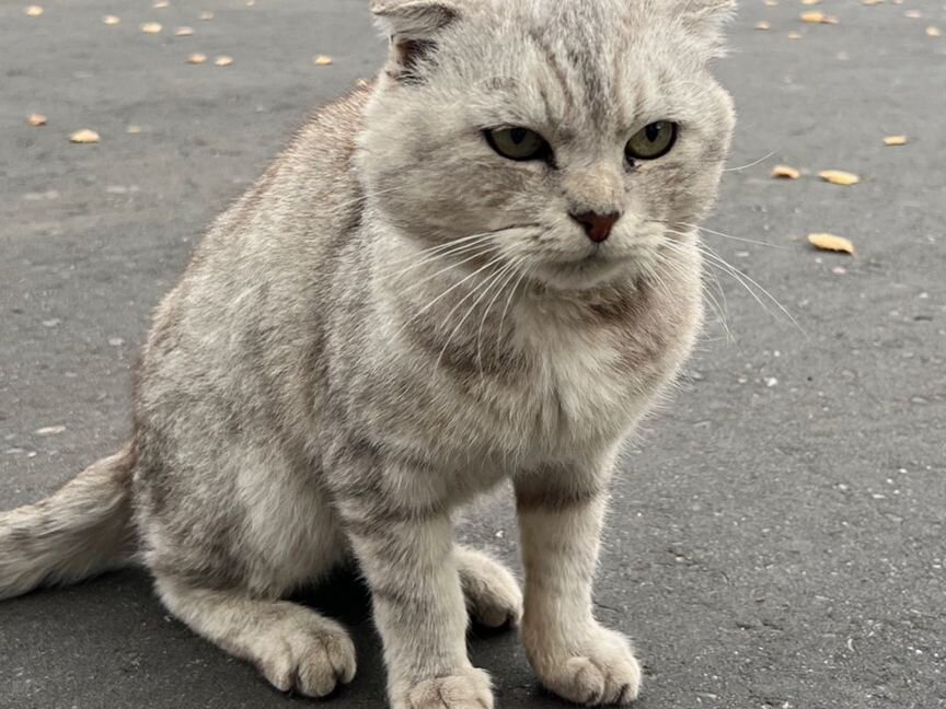 Шотландская вислоухая кошка (кот)