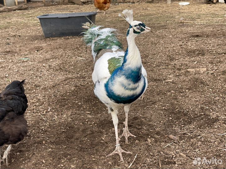 Павлин павлинята инкубационные яйца птицы