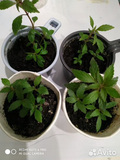 Гиппеаструм амариллис