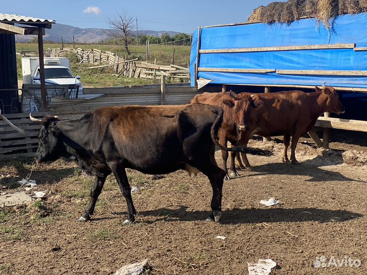 Коровы дойные молочные