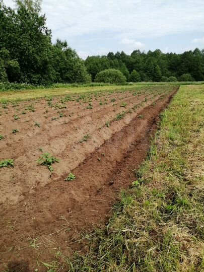 Участок 16 сот. (ИЖС)