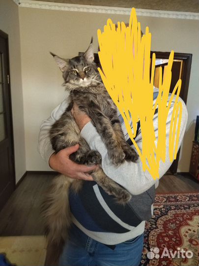 Котята мейн-кун