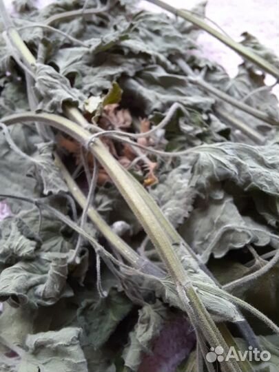 Кошачья мята (котовник)