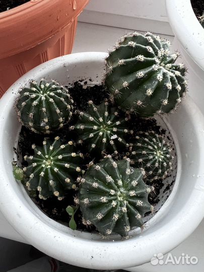 Кактус цветущий