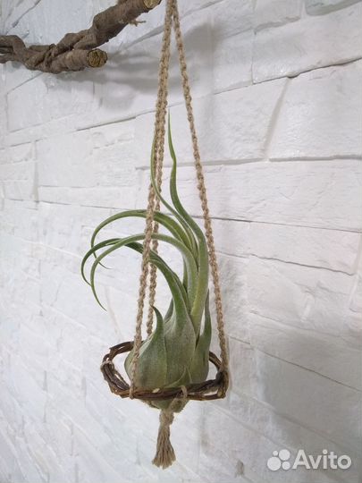 Подставки для Тилландсий (подвесные) handmade