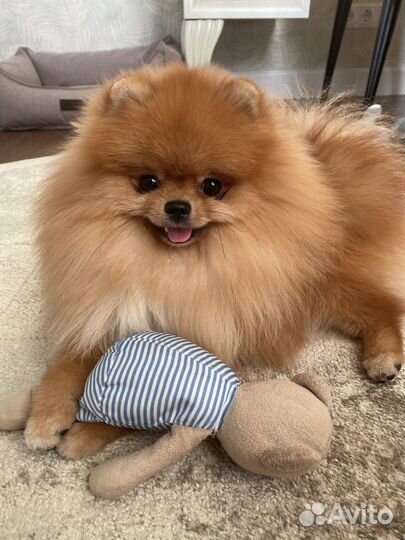 Померанский шпиц вязка кобель