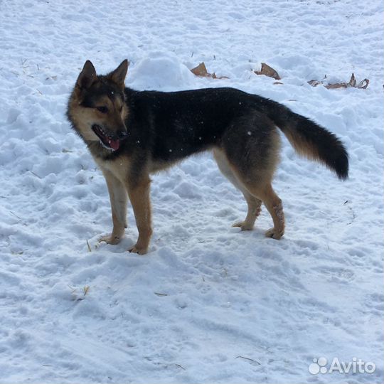 Молоденькая собачка