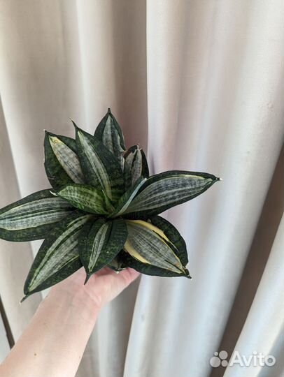 Сансевиерия Lucille Poland