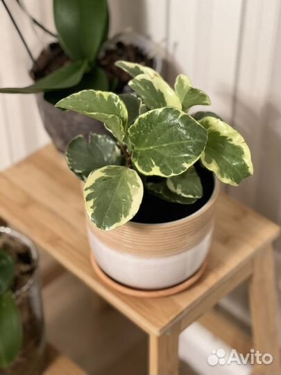 Пеперомия Обустифолия Вариегата