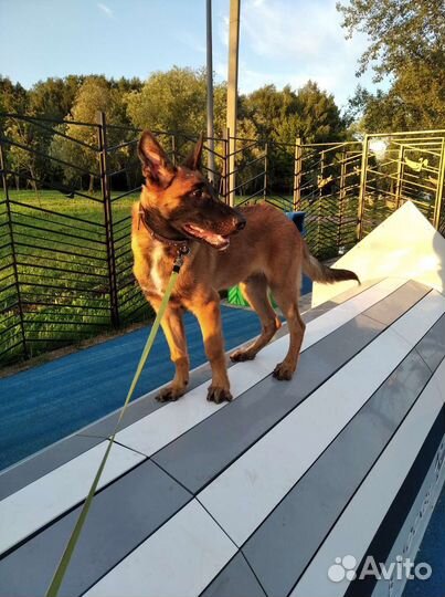 Малинуа щенок кобель