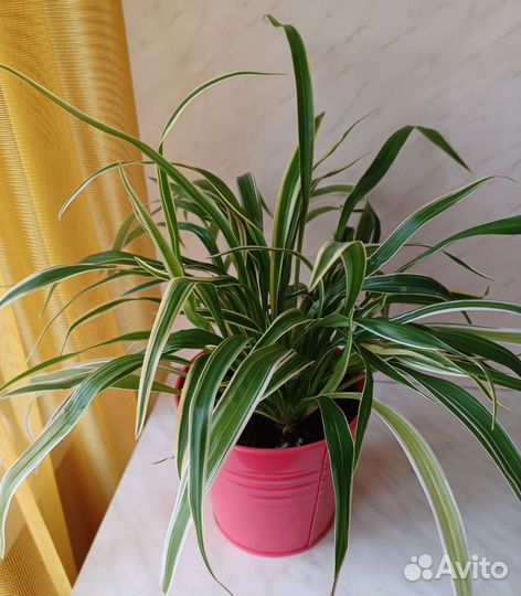 Хлорофитум лаксум