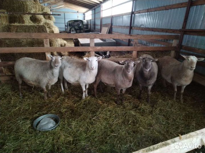 Овцы бараны