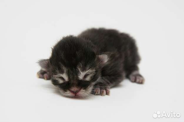 Ищу кошку кормилицу