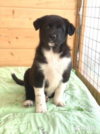 Щенок Тотоха в добрые руки