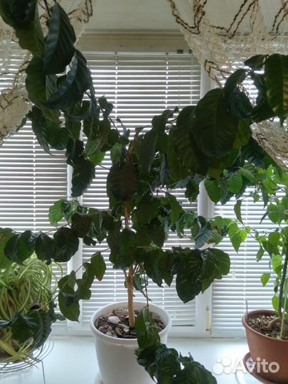 Кофейное дерево