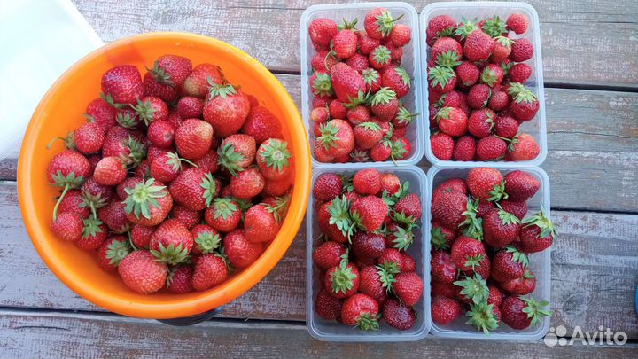Клубника свежая