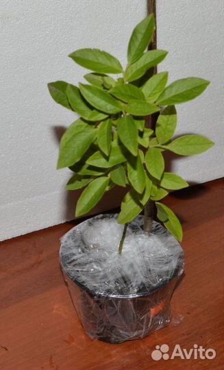 Голубика Саженцы