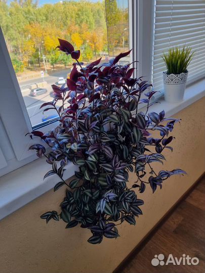 Традесканция Зебрина