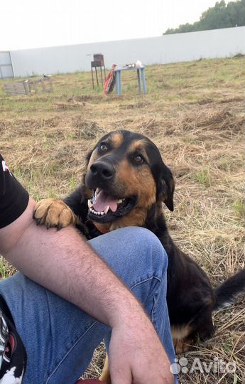 Отдаю песика Дольфа в добрые руки