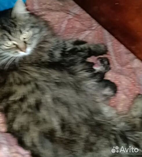 Котята от Катерины