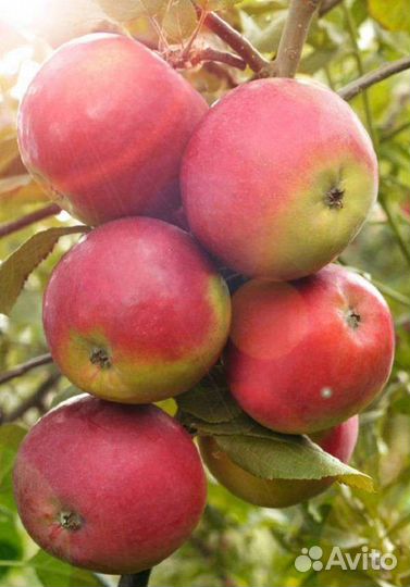 Яблоня летняя Медуница