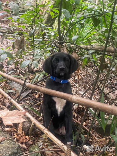 Собака щенок умный привит