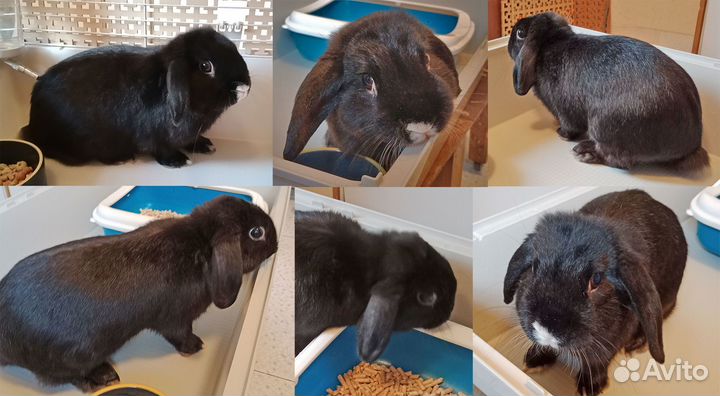 Карликовый вислоухий кролик баран