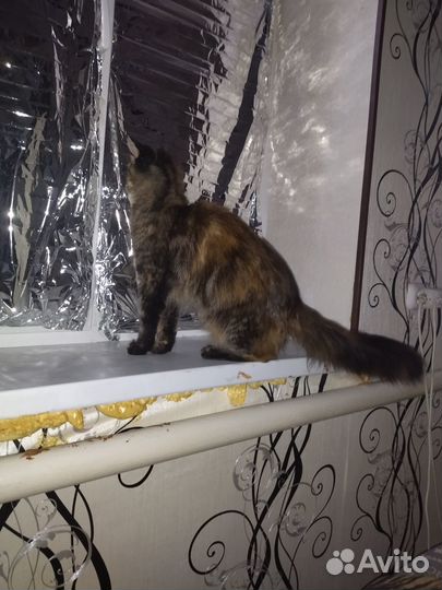 Котята мейн-кун