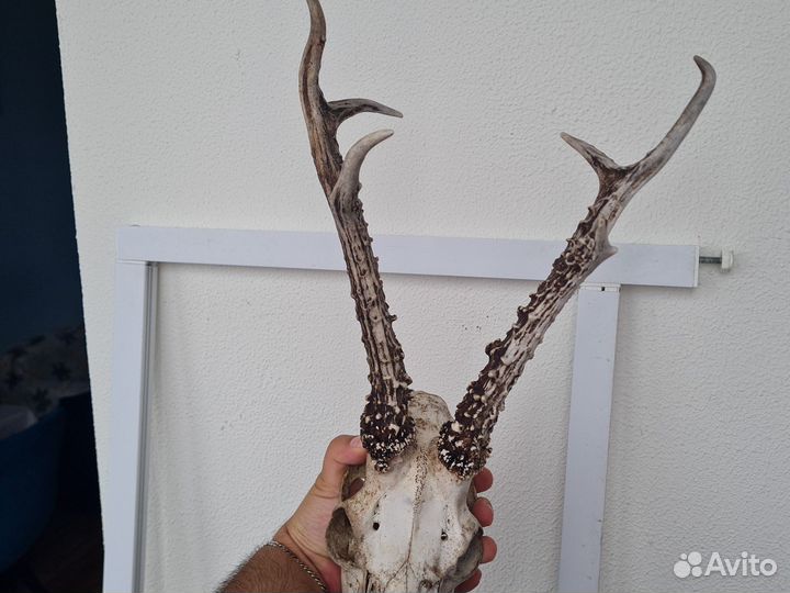 Череп косули