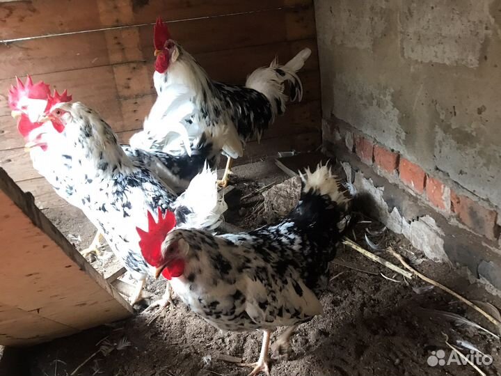Куры легорн долматинец