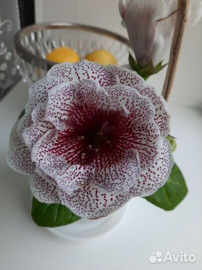 Глоксинии сортовые,редкие сорта