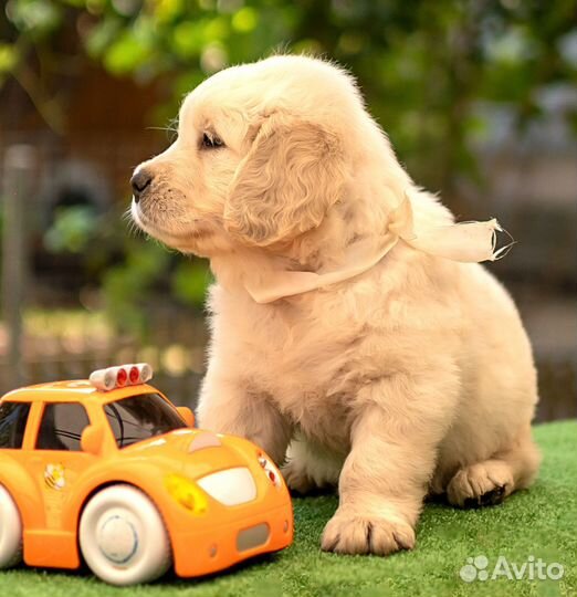 Алиментный щенок