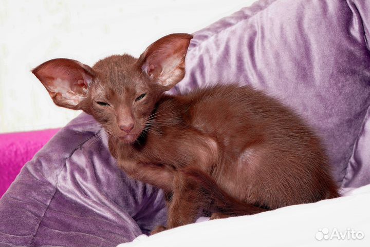 Ориентальные котята