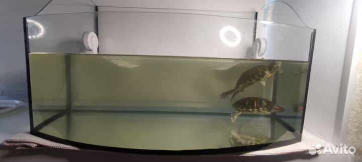 Красноухая черепаха с аквариумом