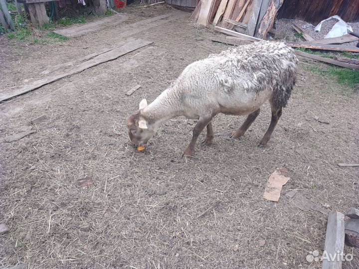 Продам баранов породы Дорпер