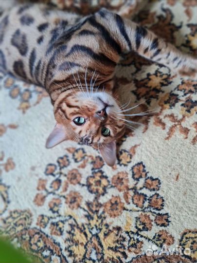 Бенгальский кот