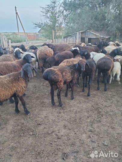 Продам мясо молодой говядины(стоячая)и баранины